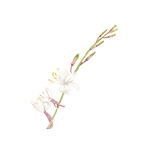 Flower Icon