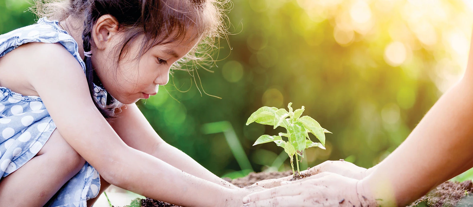 Child and adult planting a seedling together